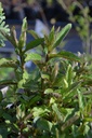 Mentha piperita (x)