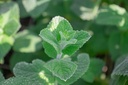 Mentha rotundifolia (x) 'Apfelminze'