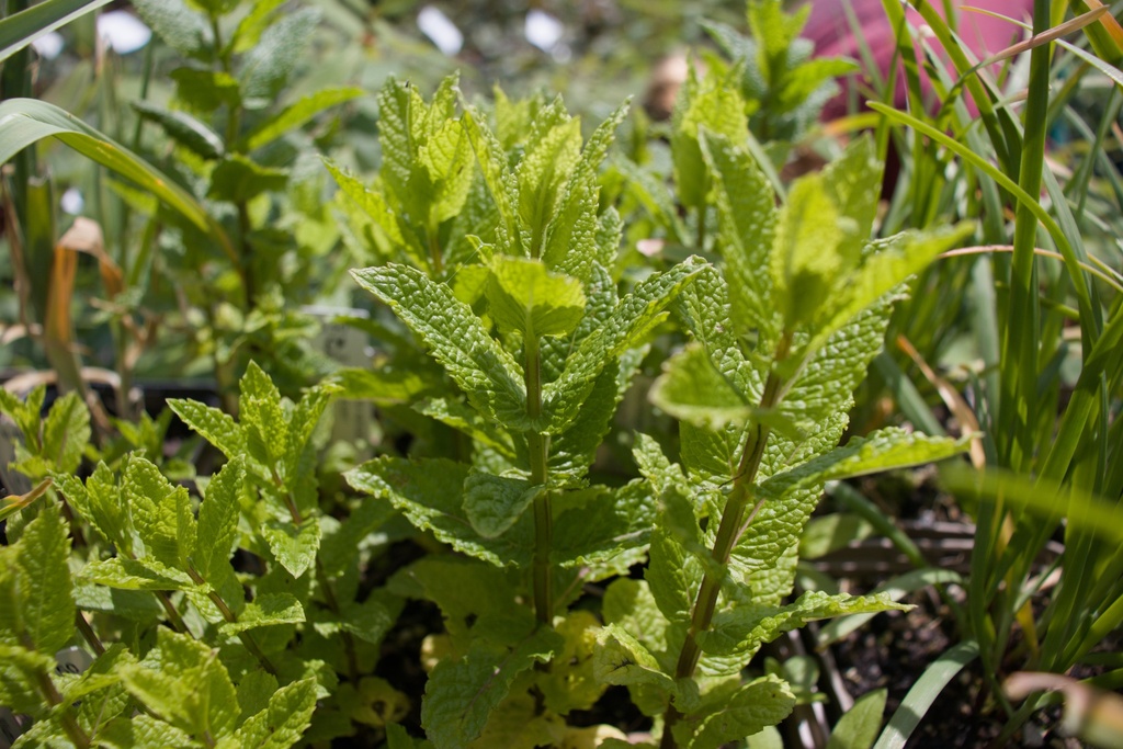 Mentha spicata 'Moroccan'