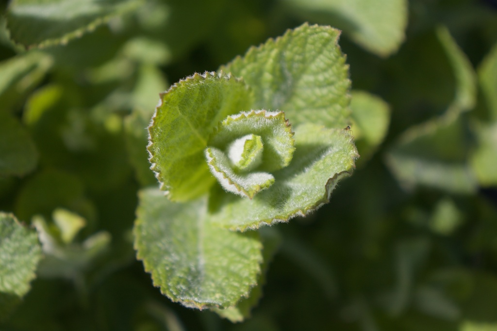 Mentha spicata 'Weinminze'