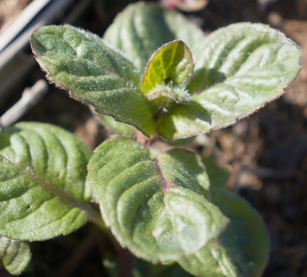 Mentha spicata 'Zitronenminze' (Bio)