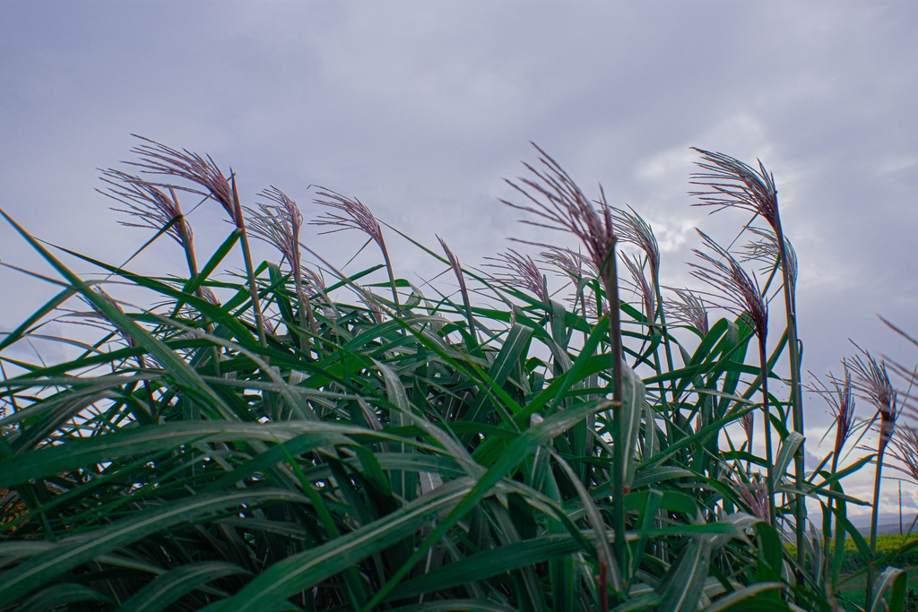 Miscanthus giganteus (x)