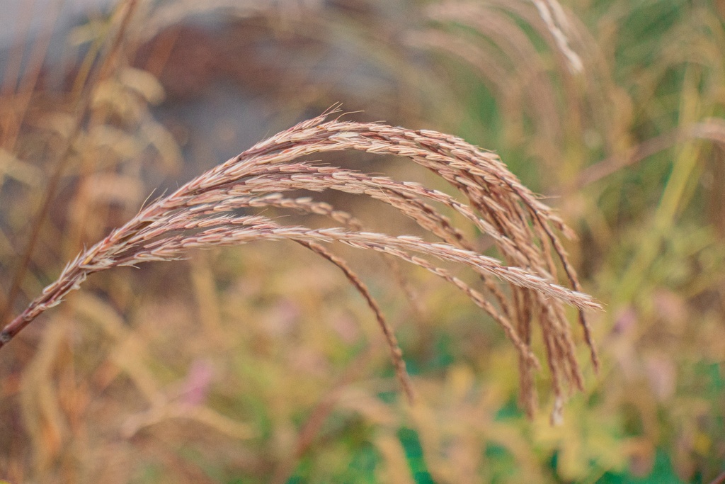 Miscanthus sinensis 'Flamingo' (Bio)