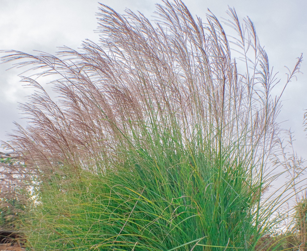 Miscanthus sinensis 'Gracillimus'