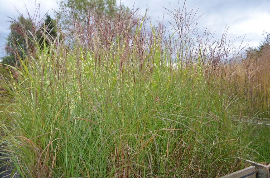 Miscanthus sinensis 'Kleine Silberspinne'