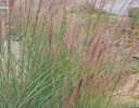 Miscanthus sinensis 'Morning Light'