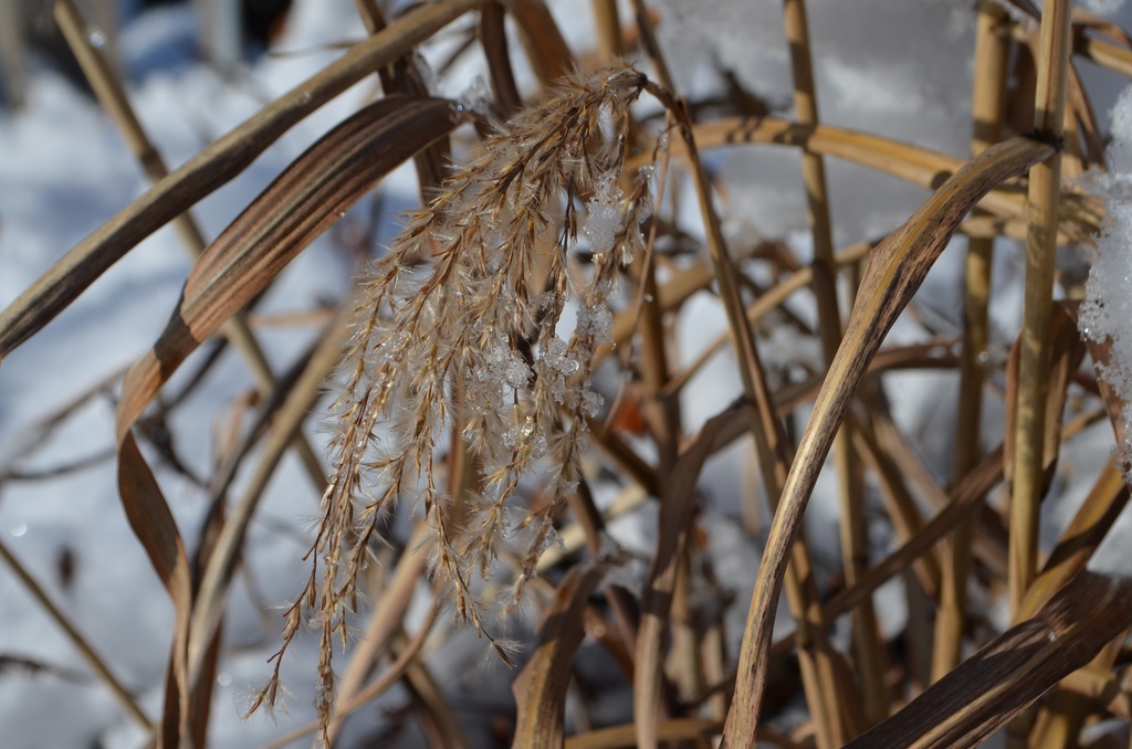 Miscanthus sinensis 'Silberfeder'