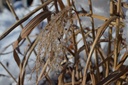 Miscanthus sinensis 'Silberfeder'