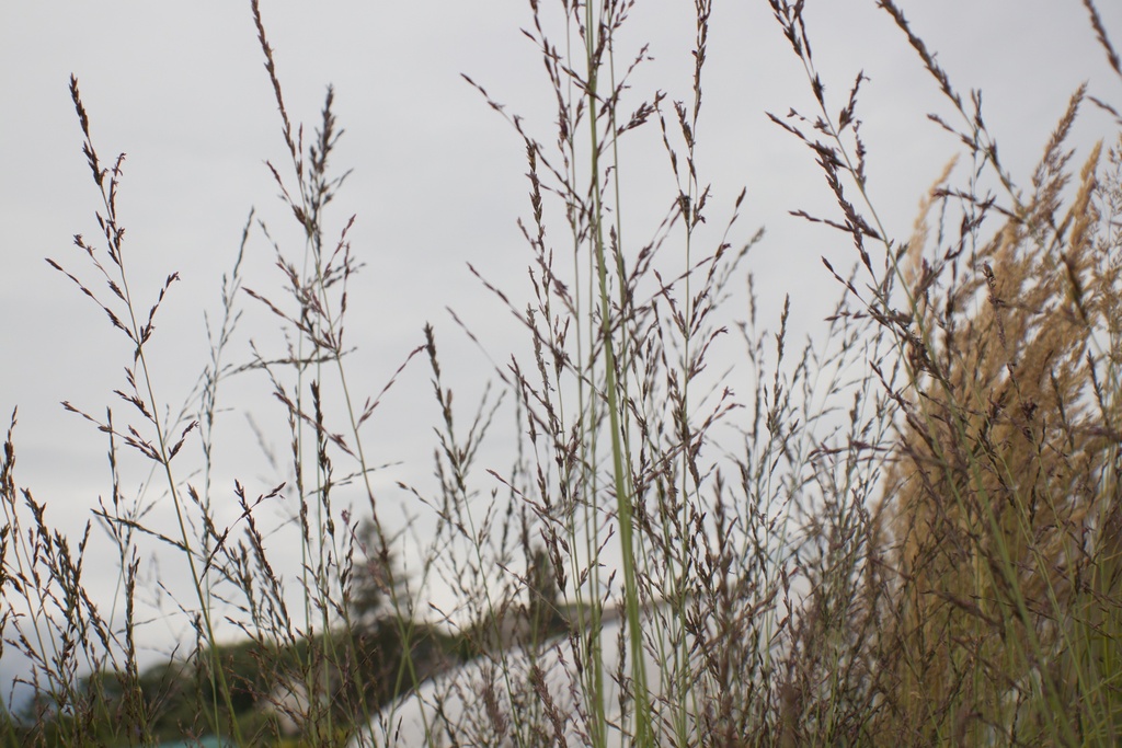 Molinia arundinacea 'Karl Foerster'