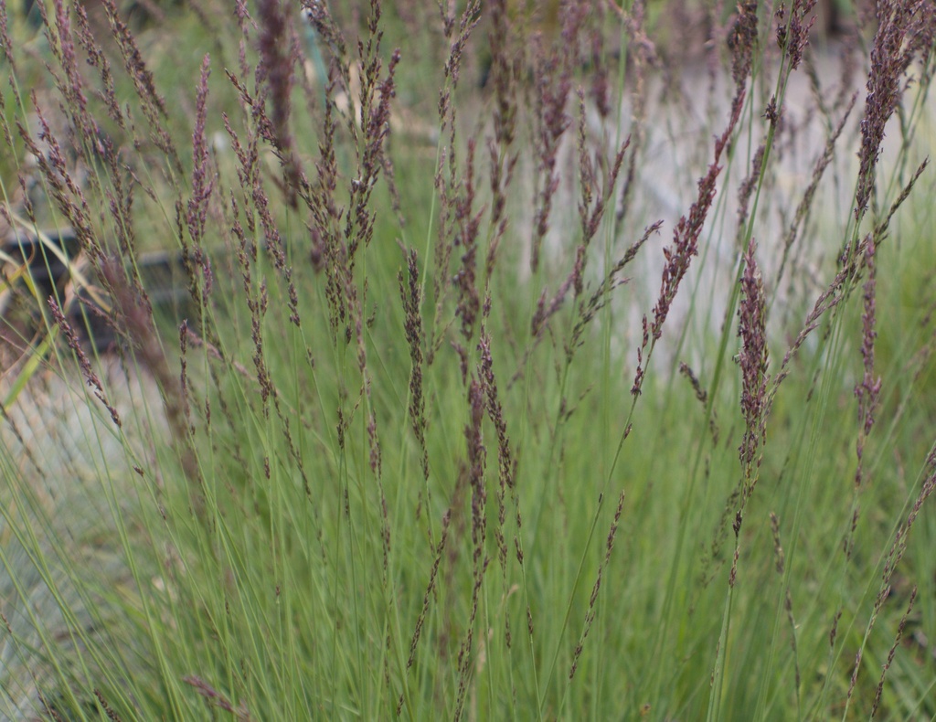 Molinia caerulea 'Edith Dudszus'