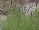 Molinia caerulea 'Edith Dudszus'