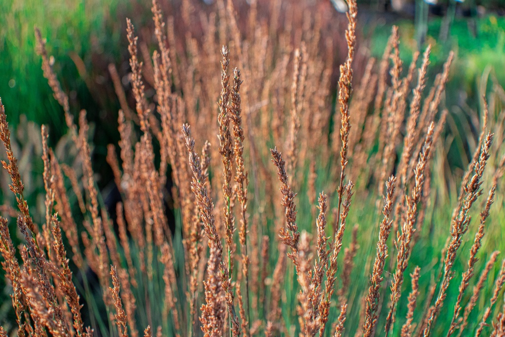 Molinia caerulea 'Moorhexe'