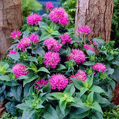 Monarda fistulosa 'Petite Delight' (Bio)