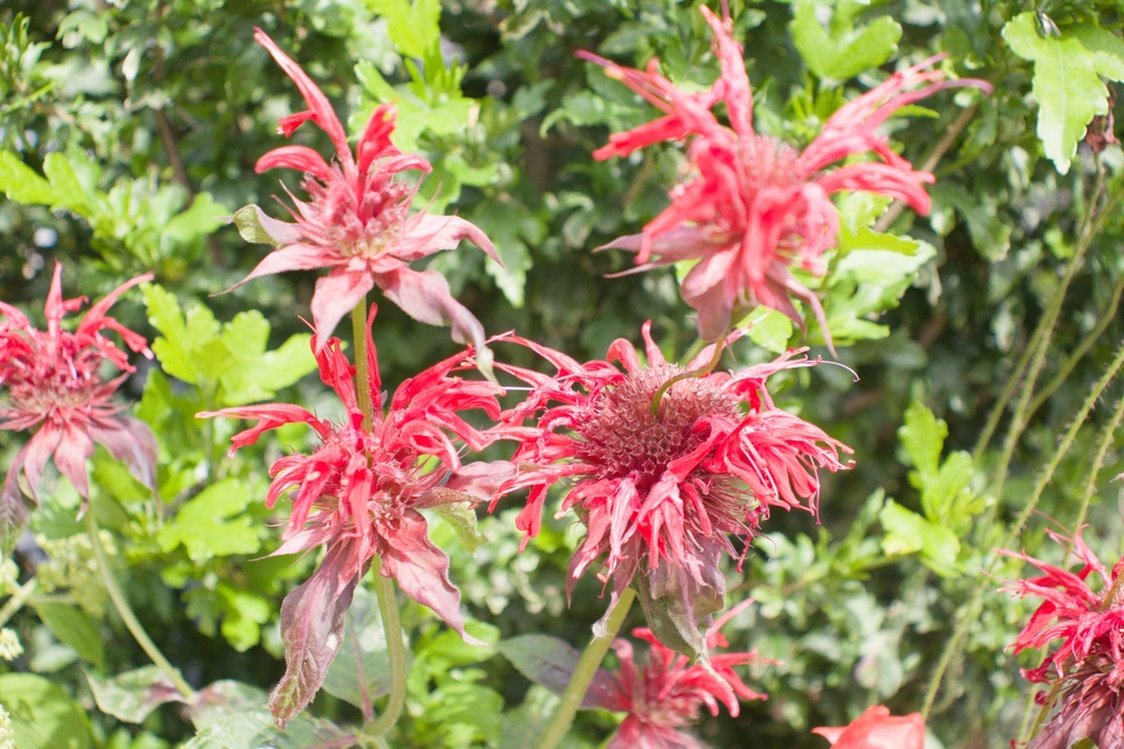 Monarda hybride 'Cambridge Scarlet' (Bio)