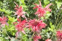 Monarda hybride 'Cambridge Scarlet'