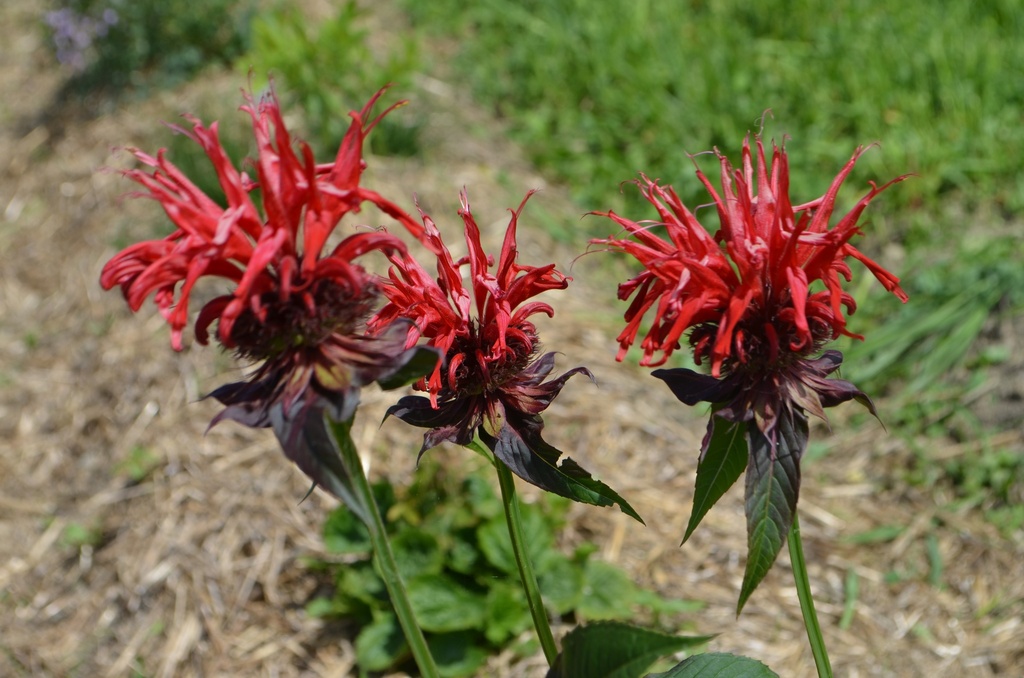 Monarda hybride 'Jacob Cline' (Bio)