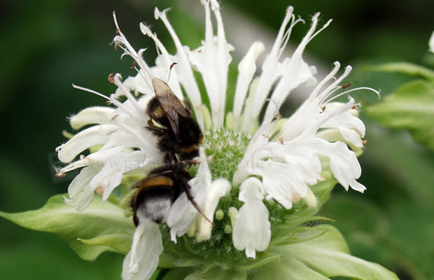 Monarda hybride 'Schneewittchen' (Bio)