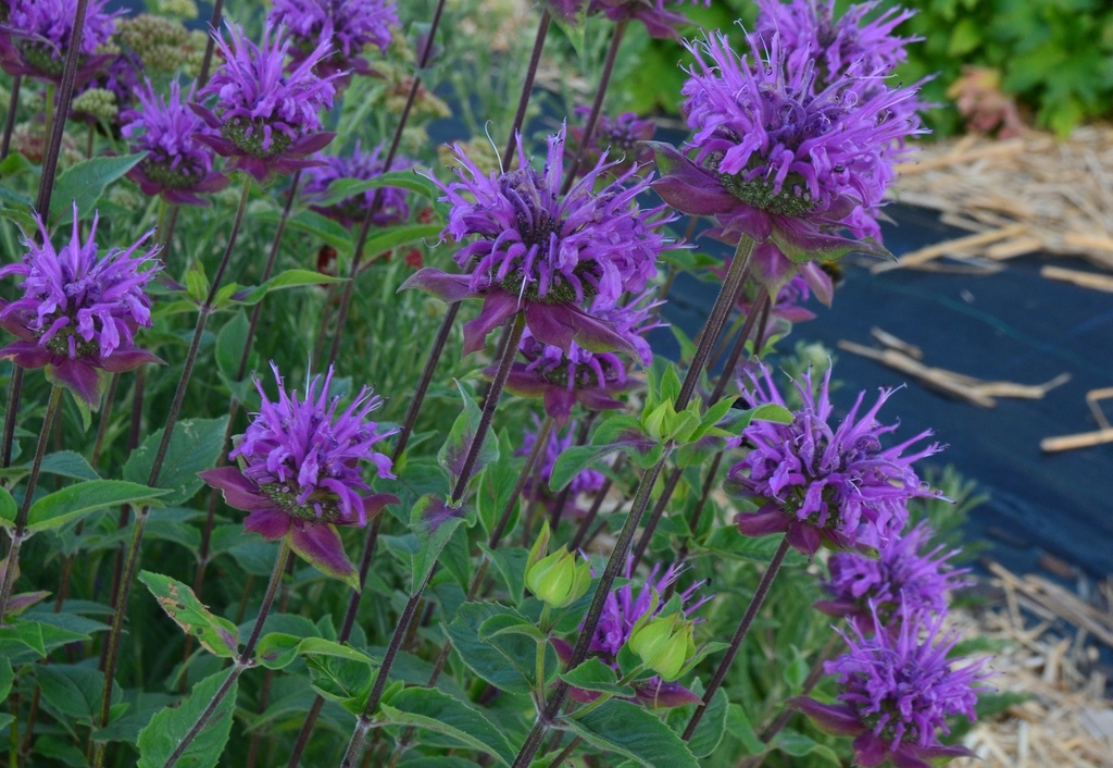 Monarda hybride 'Scorpion'