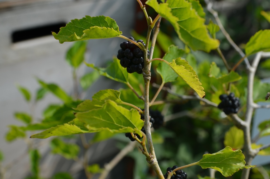 Morus rotundifolia 'Mojo Berry'