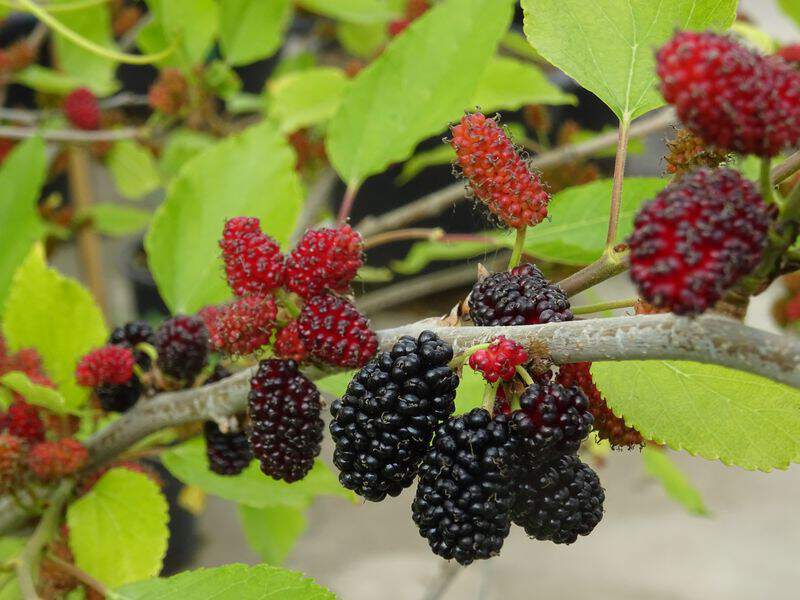 Morus rotundifolia 'Mojo Berry'