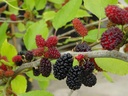 Morus rotundifolia 'Mojo Berry'