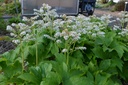 Mukdenia rossii