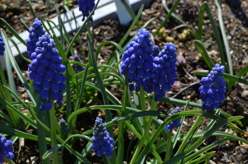 Muscari armeniacum (Bio)