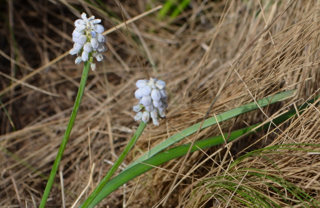 Muscari armeniacum 'Siberian Tiger'