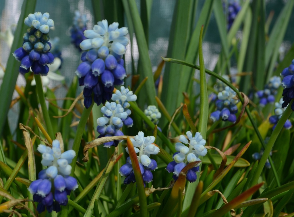 Muscari armeniacum 'Touch of Snow'