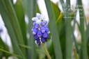 Muscari armeniacum 'Touch of Snow'