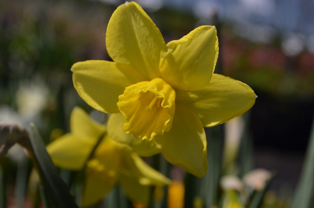 Narcissus botanique 'February Gold' (Bio)