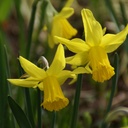 Narcissus botanique 'February Gold'