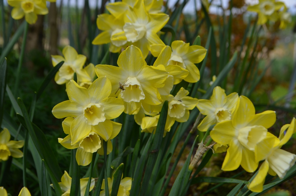 Narcissus botanique 'Pipit' (Bio)