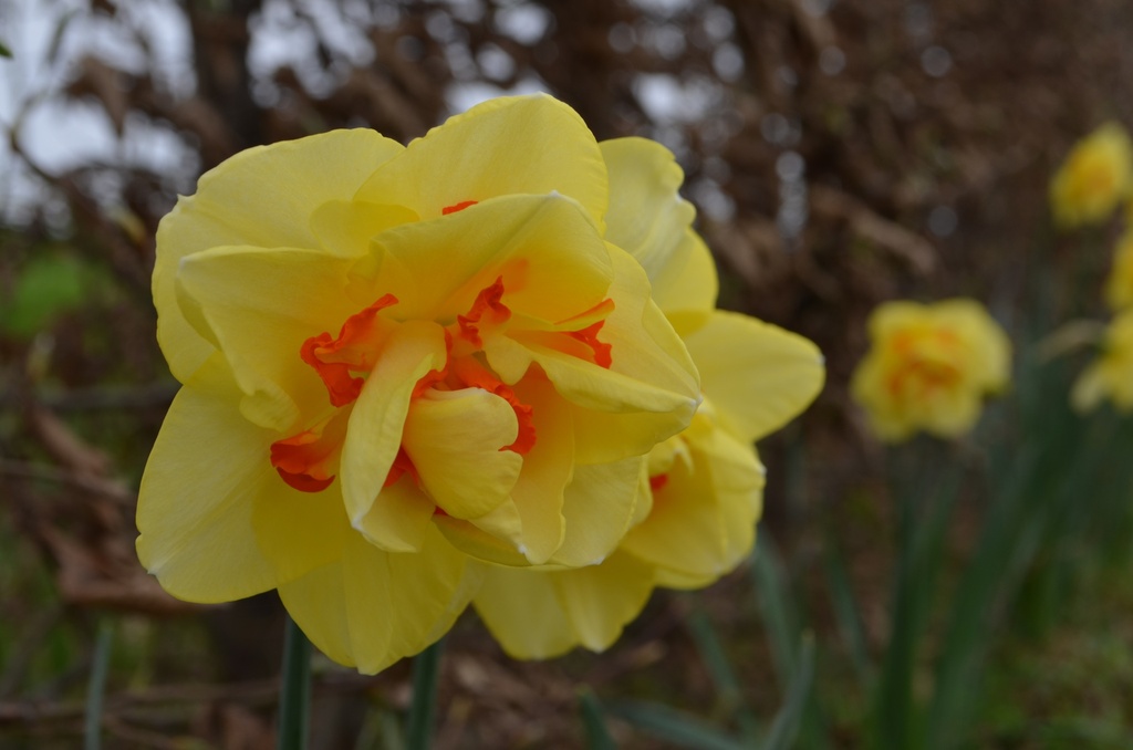 Narcissus Grp. doubles 'Tahiti' (Bio)