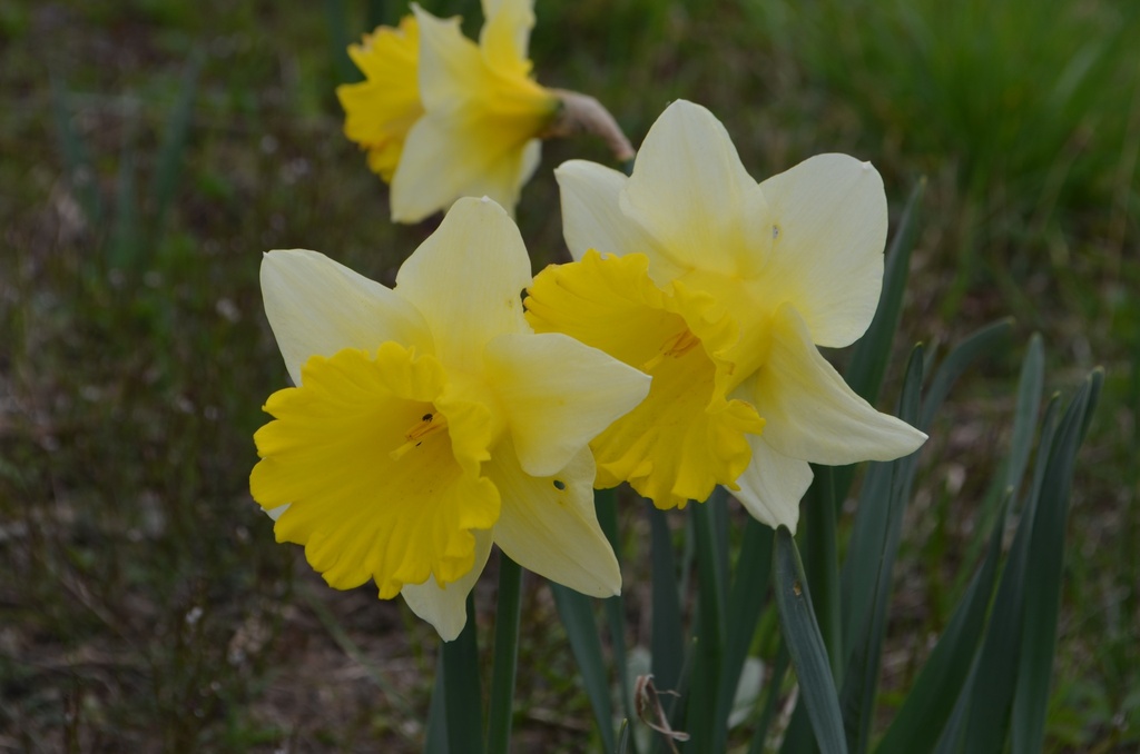 Narcissus Grp. trompette 'Las Vegas' (Bio)