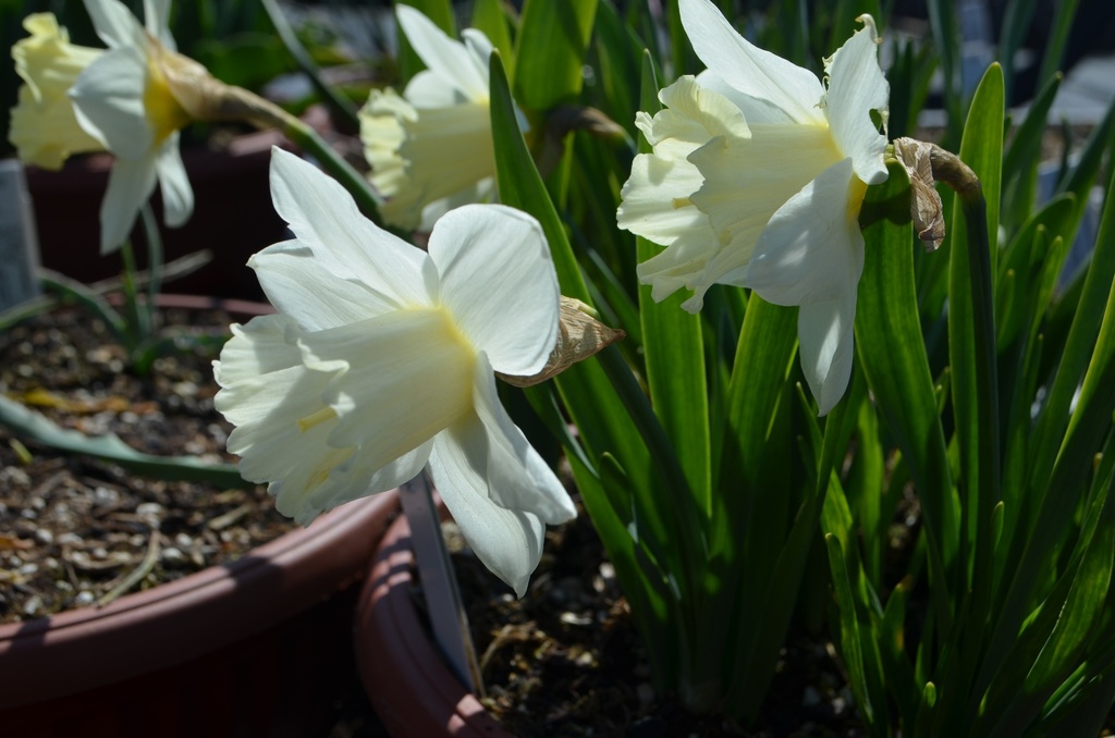 Narcissus Grp. trompette 'Mount Hood' (Bio)