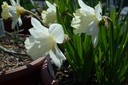 Narcissus Grp. trompette 'Mount Hood'