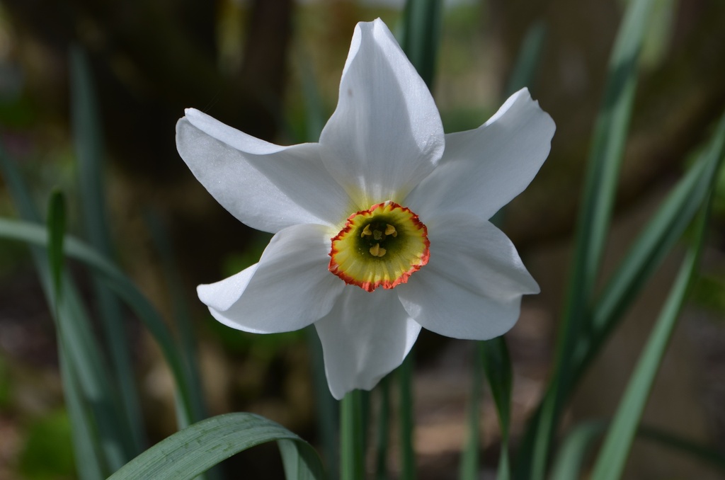 Narcissus poeticus var. recurvus (Bio)