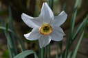 Narcissus poeticus var. recurvus