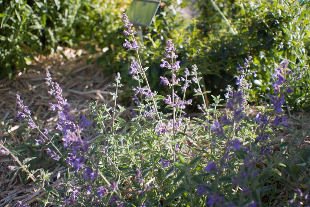 Nepeta faassenii (x) (Bio)