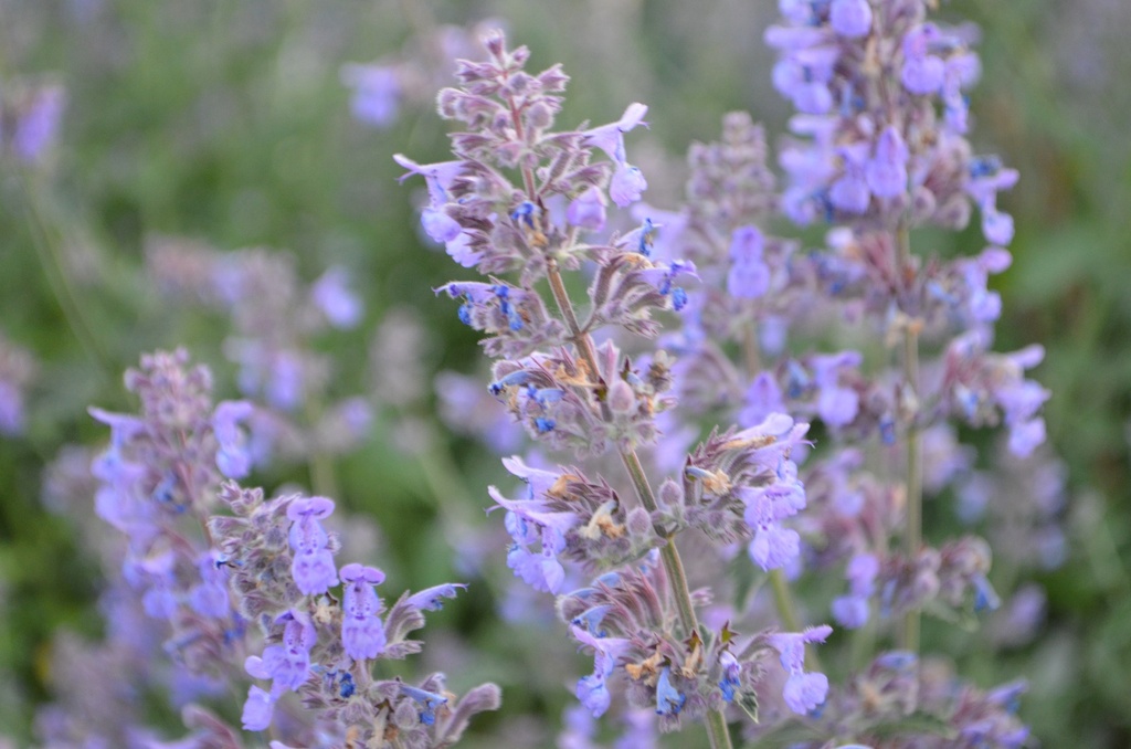 Nepeta faassenii (x) 'Six Hills Giant' (Bio)