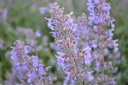 Nepeta faassenii (x) 'Six Hills Giant'