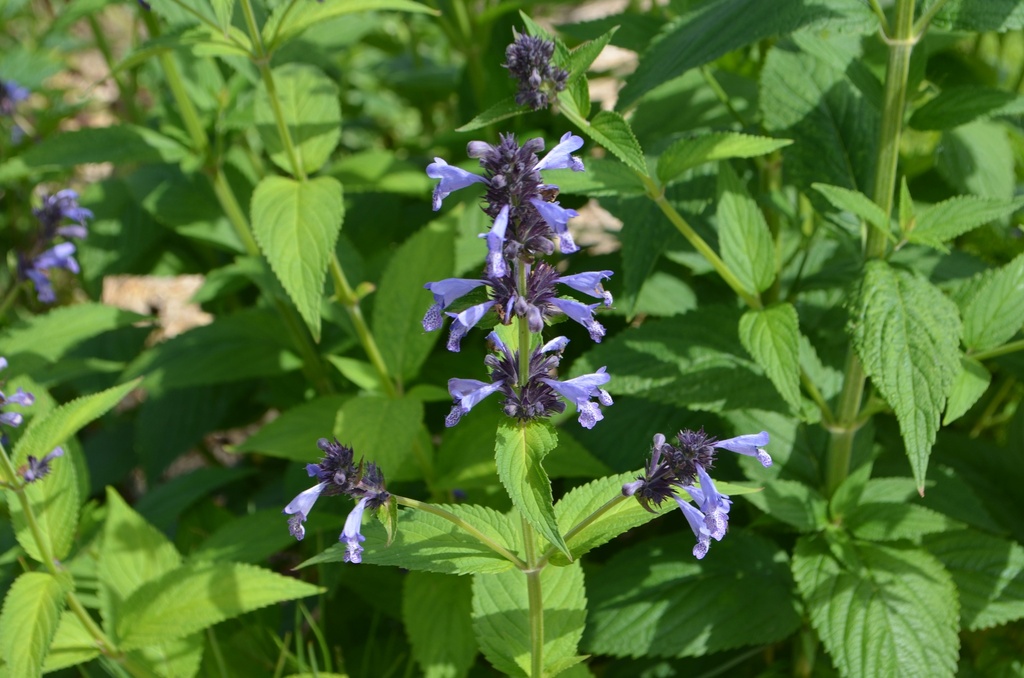 Nepeta manchuriensis 'Manchu Blue' (Bio)