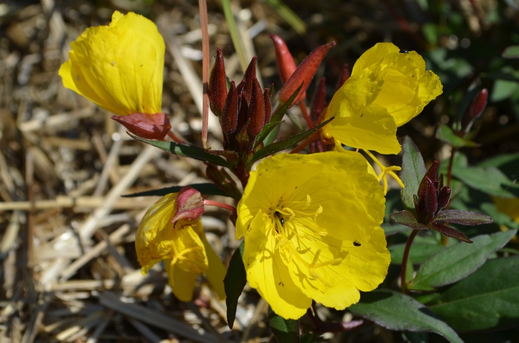 Oenothera fruticosa 'Sonnenwende'