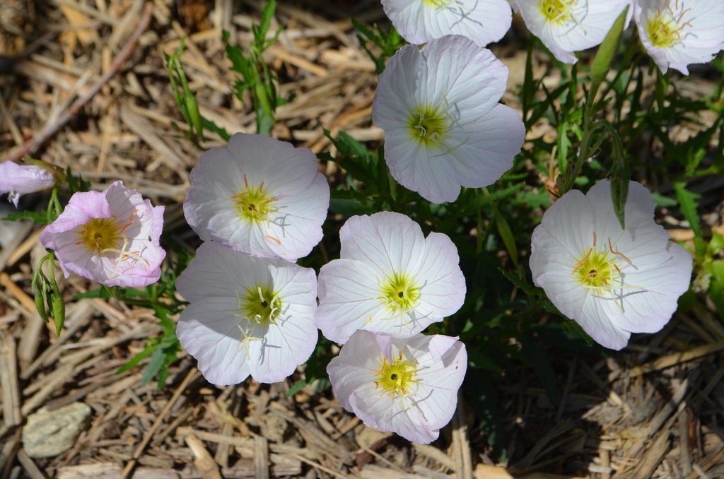 Oenothera speciosa 'Siskiyou Pink' (Bio)