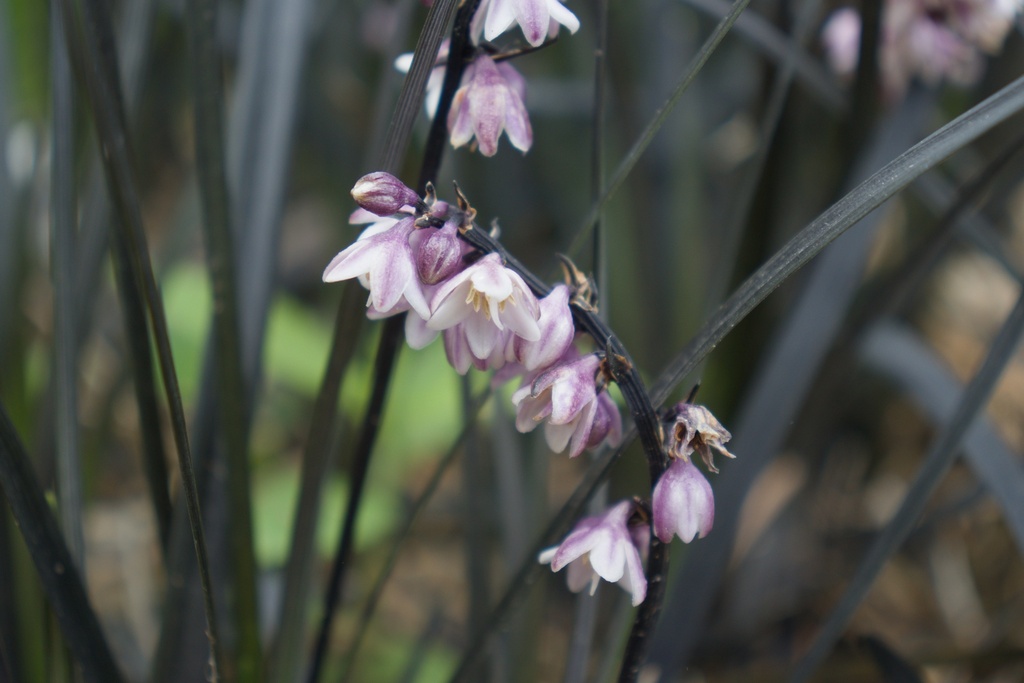 Ophiopogon planiscapus 'Niger'