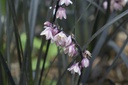 Ophiopogon planiscapus 'Niger'