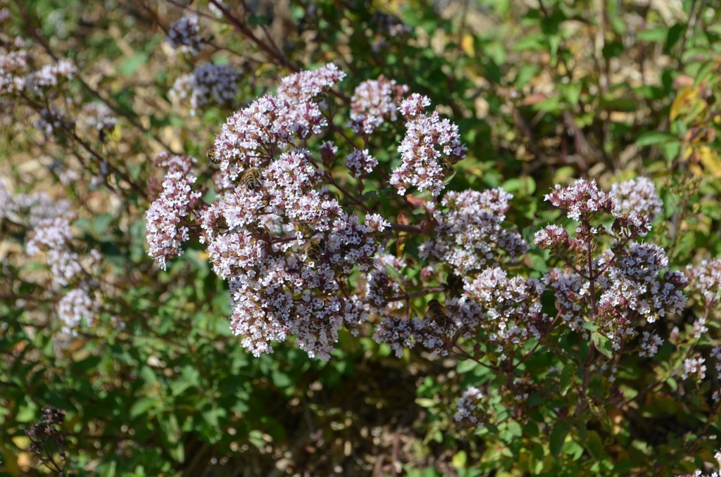 Origanum laevigatum 'Herrenhausen'