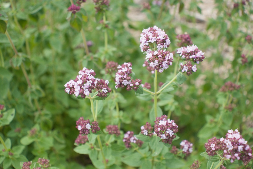 Origanum vulgare