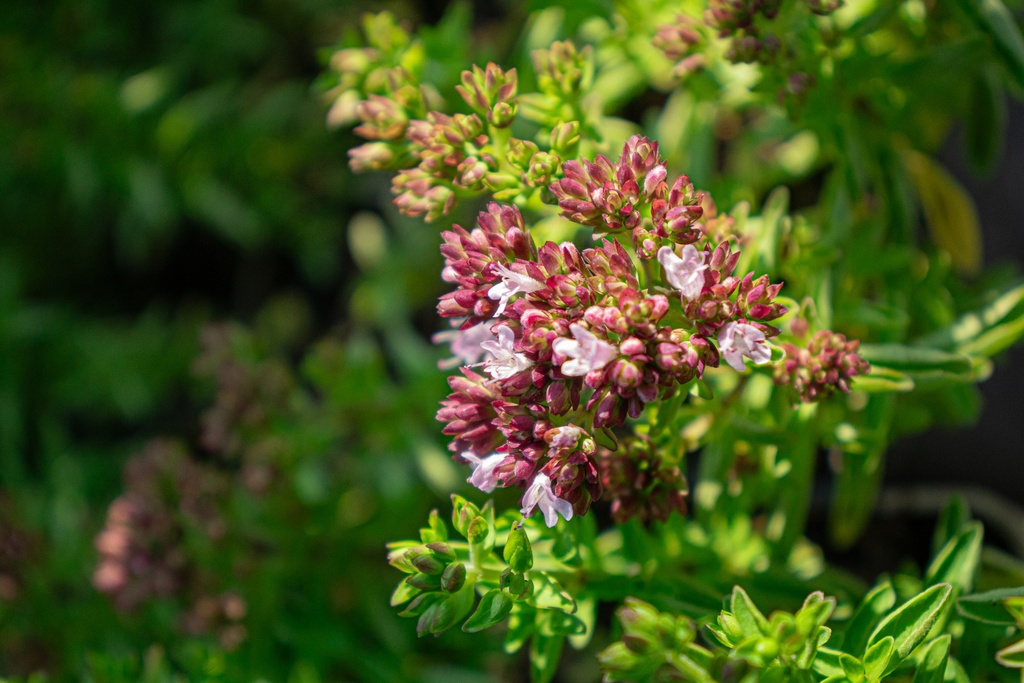 Origanum vulgare 'Compactum' (Bio)